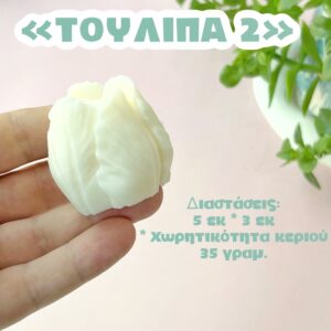 Τουλίπα Νο2