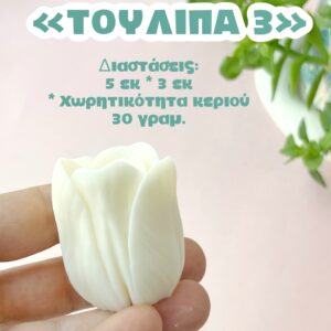 Τουλίπα Νο3
